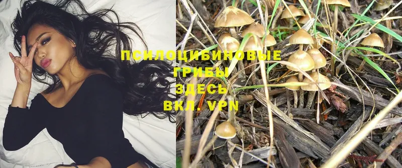 ОМГ ОМГ как зайти  дарнет шоп  Нюрба  Псилоцибиновые грибы Psilocybine cubensis 